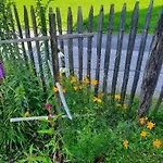 Alpenblume * Stockach